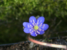 Hepatica nobilisLeverbloempje bestellen